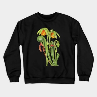 California Pitcherplant - Darlingtonia Californica - Walcott - Botanical Illustration Crewneck Sweatshirt